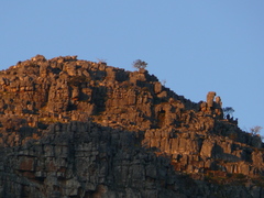 Widdringtonia wallichii