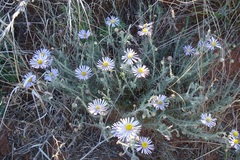 Felicia hirsuta