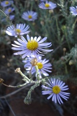 Felicia hirsuta