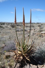 Aloe gariepensis