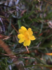 Erythranthe primuloides