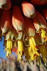 Aloe claviflora