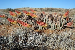 Aloe claviflora
