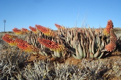 Aloe claviflora