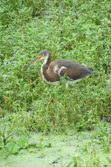Egretta tricolor image