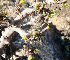 Senecio laticipes