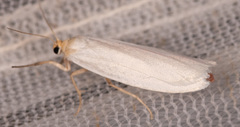 Crambidia xanthocorpa