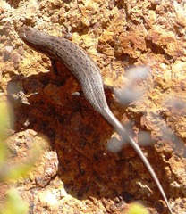 Trachylepis variegata