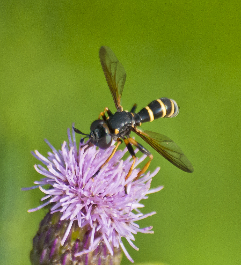 Conops flavipes