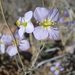 Heliophila deserticola - Photo (c) juddkirkel, algunos derechos reservados (CC BY-NC)