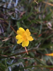 Erythranthe primuloides