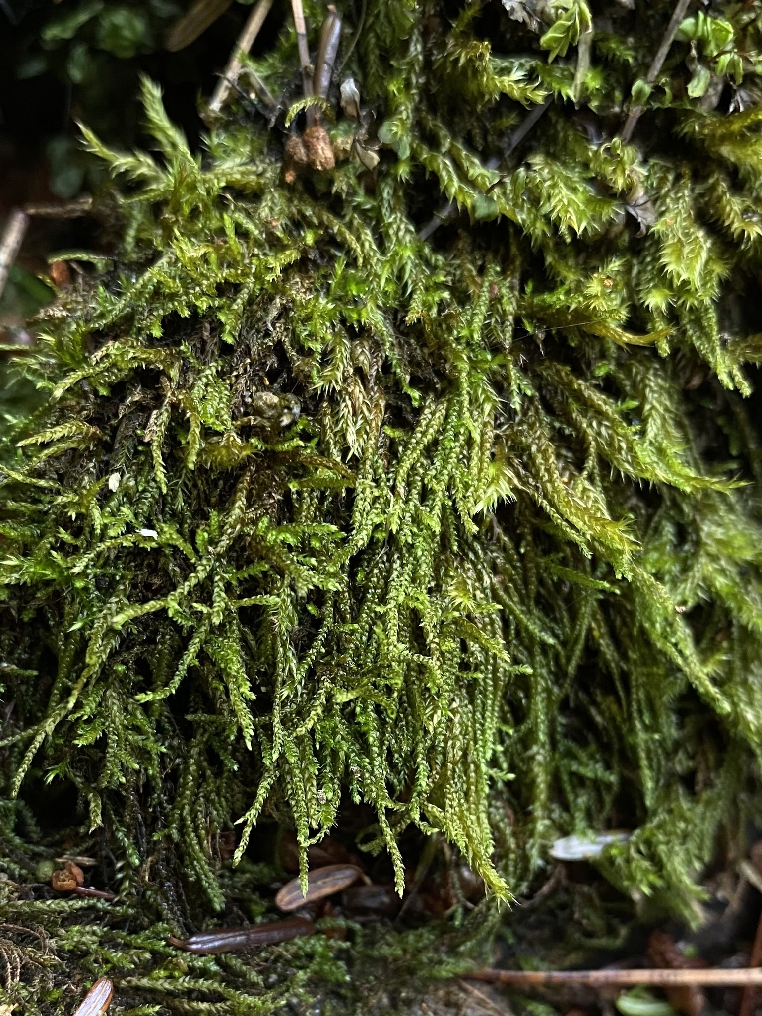 Platylomella