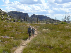 Widdringtonia wallichii