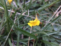 Erythranthe primuloides