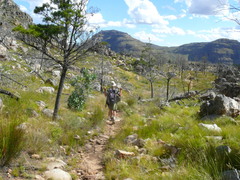 Widdringtonia wallichii