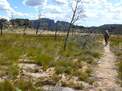 Widdringtonia wallichii