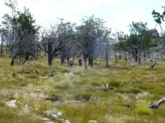 Widdringtonia wallichii