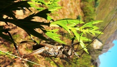 Hetrodes pupus pupus