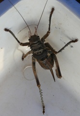 Hetrodes pupus pupus