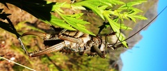 Hetrodes pupus pupus