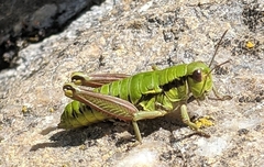 Epipodisma pedemontana