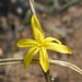 Moraea virgata - Photo (c) Andrew Massyn,  זכויות יוצרים חלקיות (CC BY-NC), הועלה על ידי Andrew Massyn