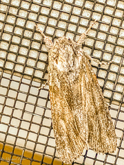 Acronicta lithospila