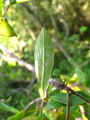 Diospyros simii
