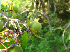 Diospyros simii