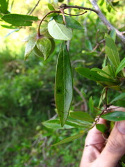 Diospyros simii