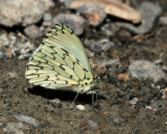 Hesperocharis erota