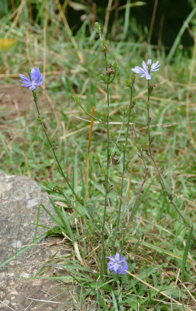 chicory in August 2021 by rbartgis · iNaturalist