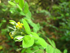 Englerodaphne ovalifolia
