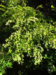 Englerodaphne ovalifolia