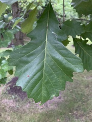 Quercus bicolor
