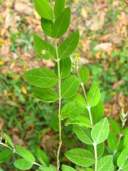 Englerodaphne ovalifolia