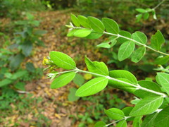 Englerodaphne ovalifolia
