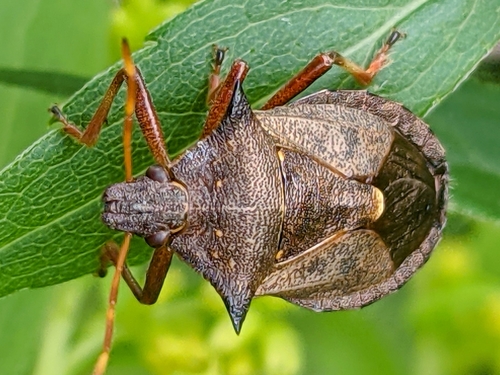 Spiny Shield Bug photo 6