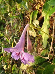 Streptocarpus primulifolius