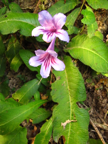 Streptocarpus Primulifolius (Streptocarpus primulifolius)