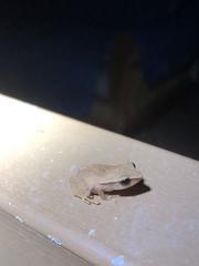 Eleutherodactylus brittoni
