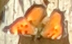 Nymphalis