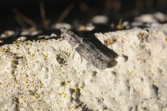 Ectomyelois ceratoniae