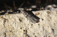 Ectomyelois ceratoniae