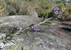 Psoralea venusta