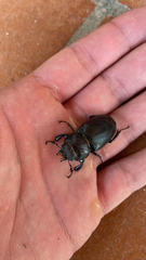 Lucanus tetraodon