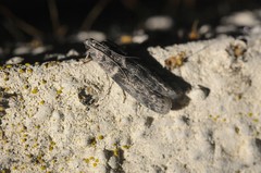 Ectomyelois ceratoniae