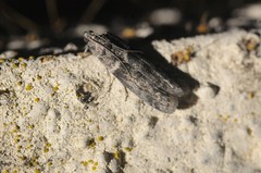 Ectomyelois ceratoniae