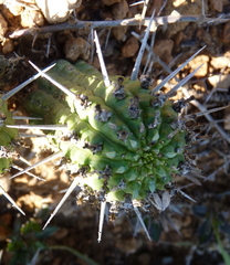 Euphorbia mammillaris