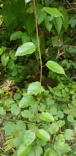 Actinidia arguta iNat (2)